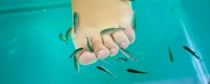 Fish Pedicure, un danger?